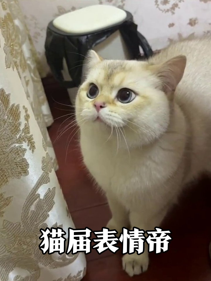 猫咪表情反差萌：从呆萌到震惊仅需0.1秒