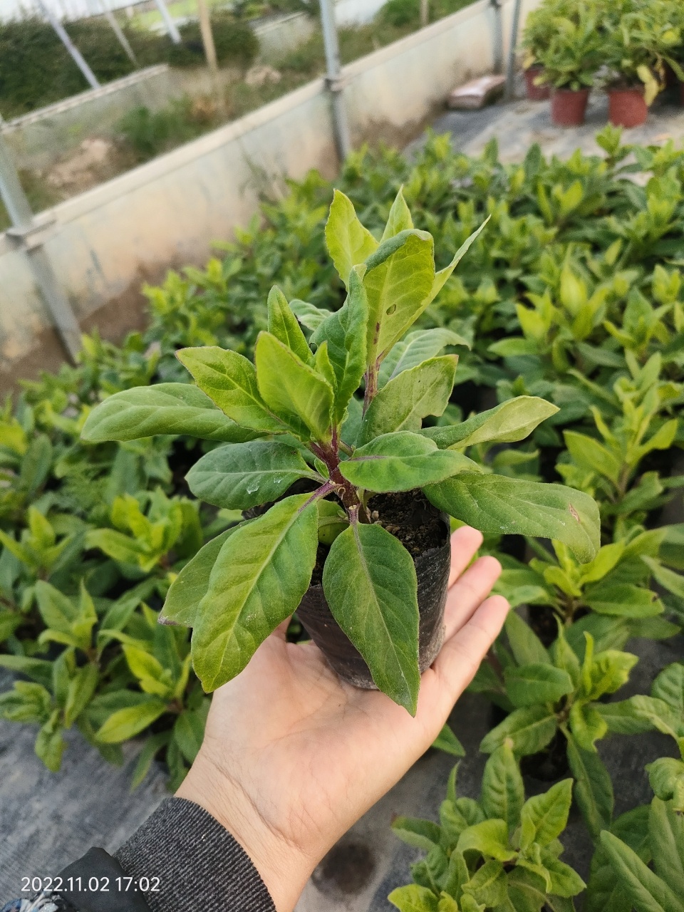 明月草盆栽苗神仙草降糖草保健菜