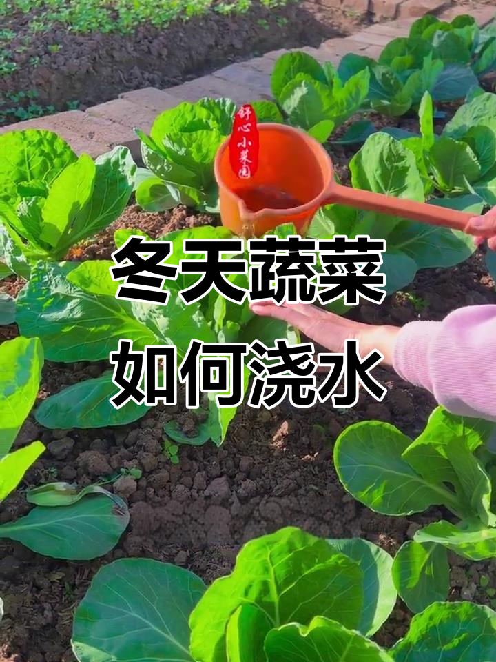 冬季蔬菜管理技巧:浇水施肥的最佳时机,避免冻伤