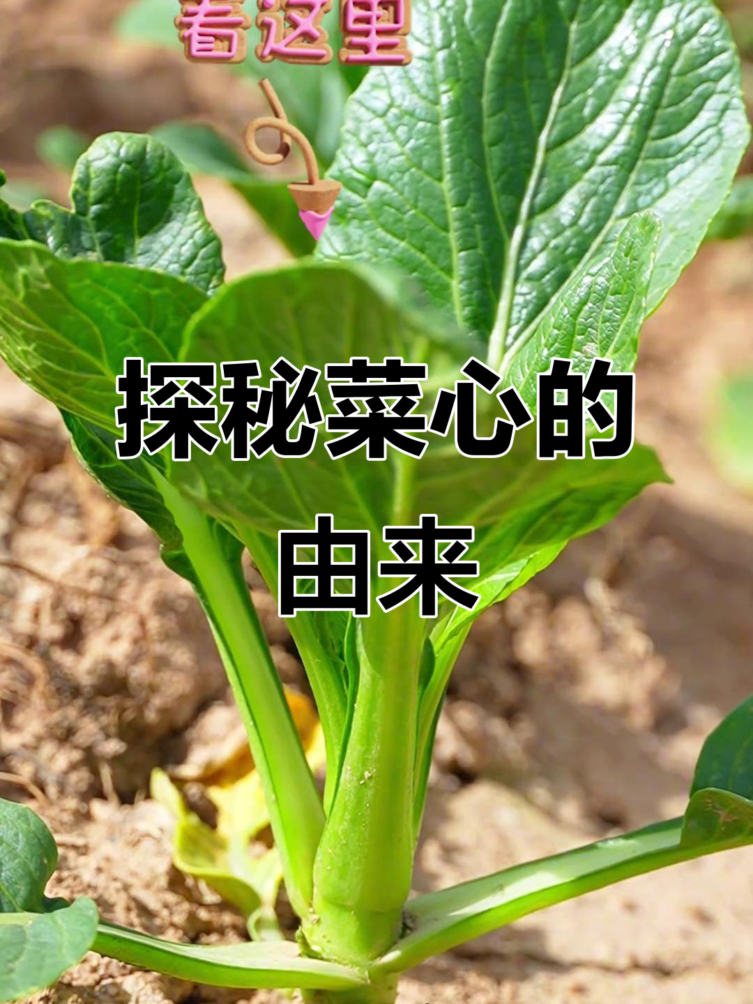 菜心为何如此特别?从广东到宁夏的独特蔬菜