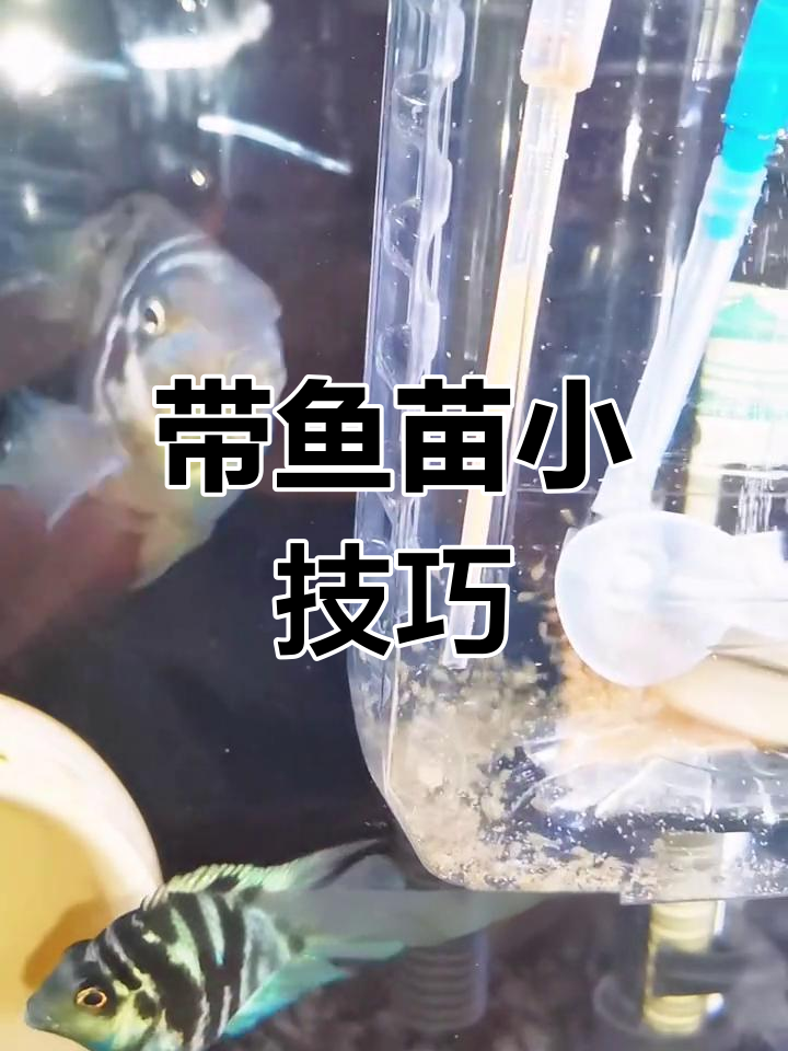 鱼苗喂养秘诀,红虫与丰年虾最佳选择!