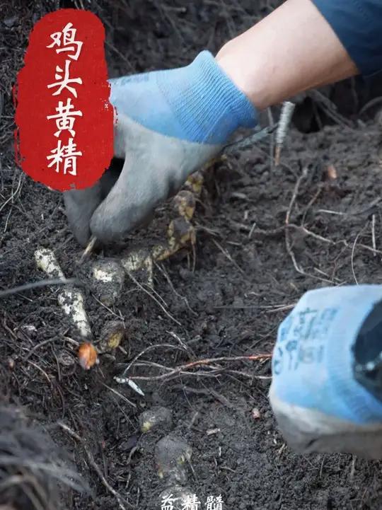 黄精,又被称为仙人余粮,非常重要的本草。荒野生存挑战赛最近黄精出现的频率随着张家界荒野生存