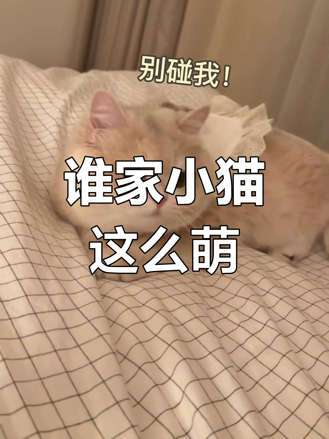 小猫肚子肉肉的,不让碰也不让说!真是太可爱了