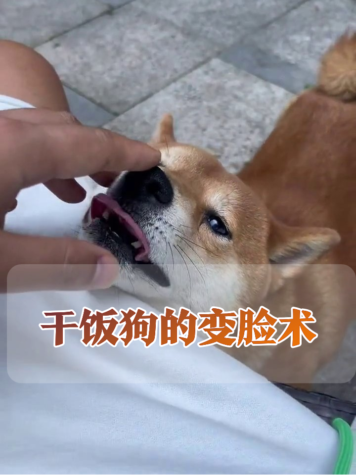 柴犬为零食秒变“舔狗” 转头就忘主人笑喷