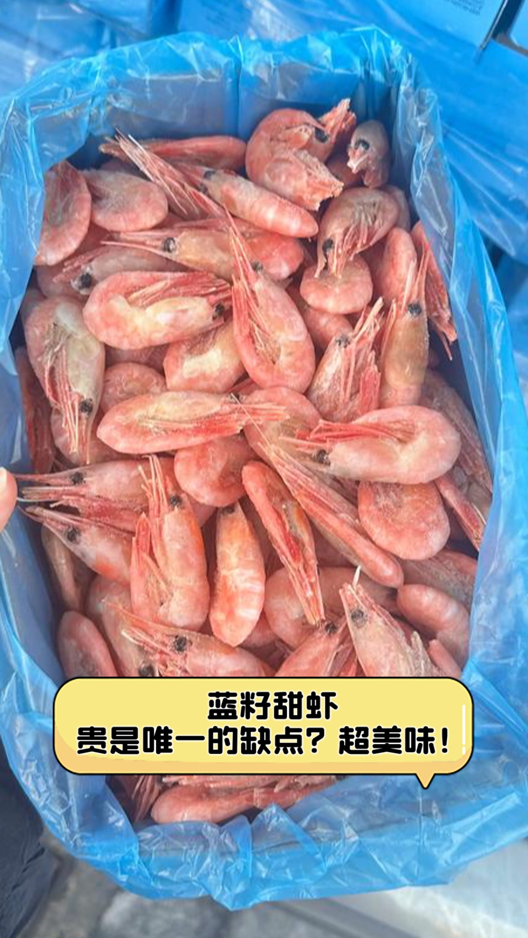蓝籽甜虾,贵是唯一的缺点?超美味!