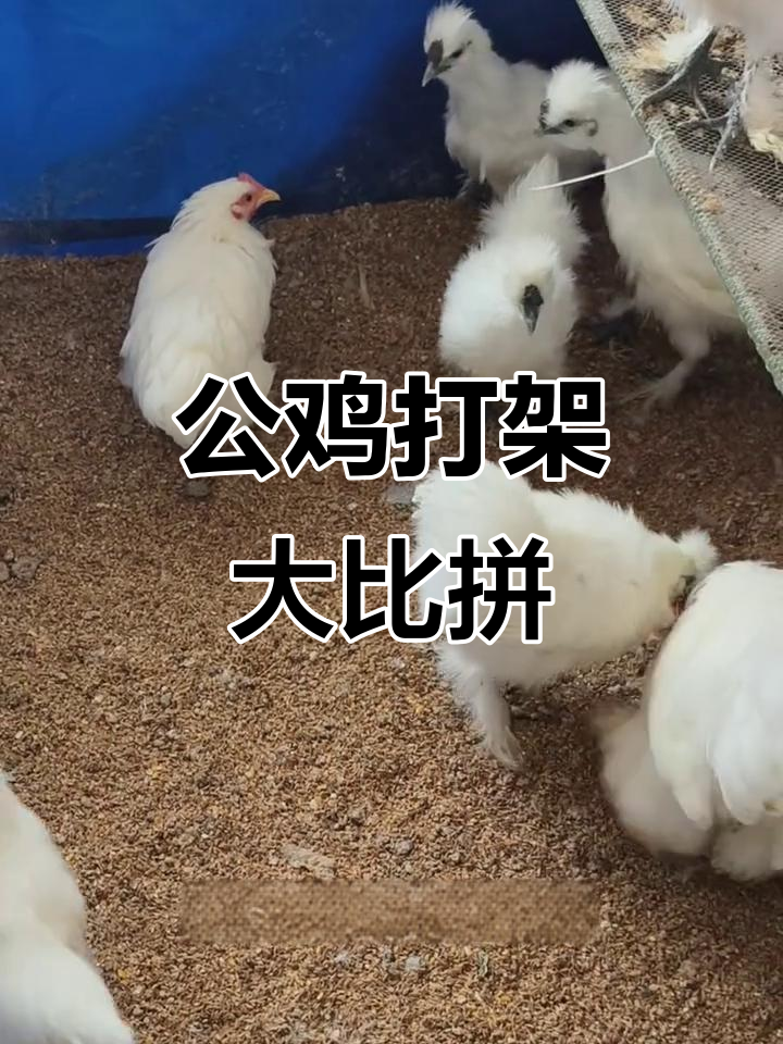 柯钦球与泰和乌鸡公鸡争霸赛,谁才是真正的老大?