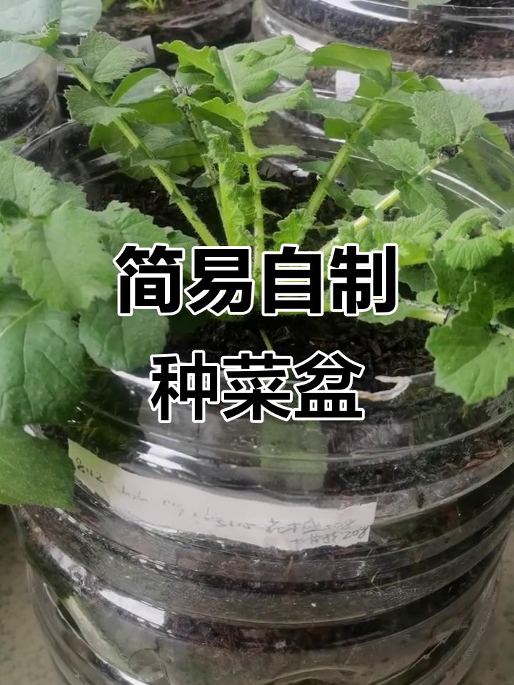 自制阳台种菜盆，5步搞定保水又美观