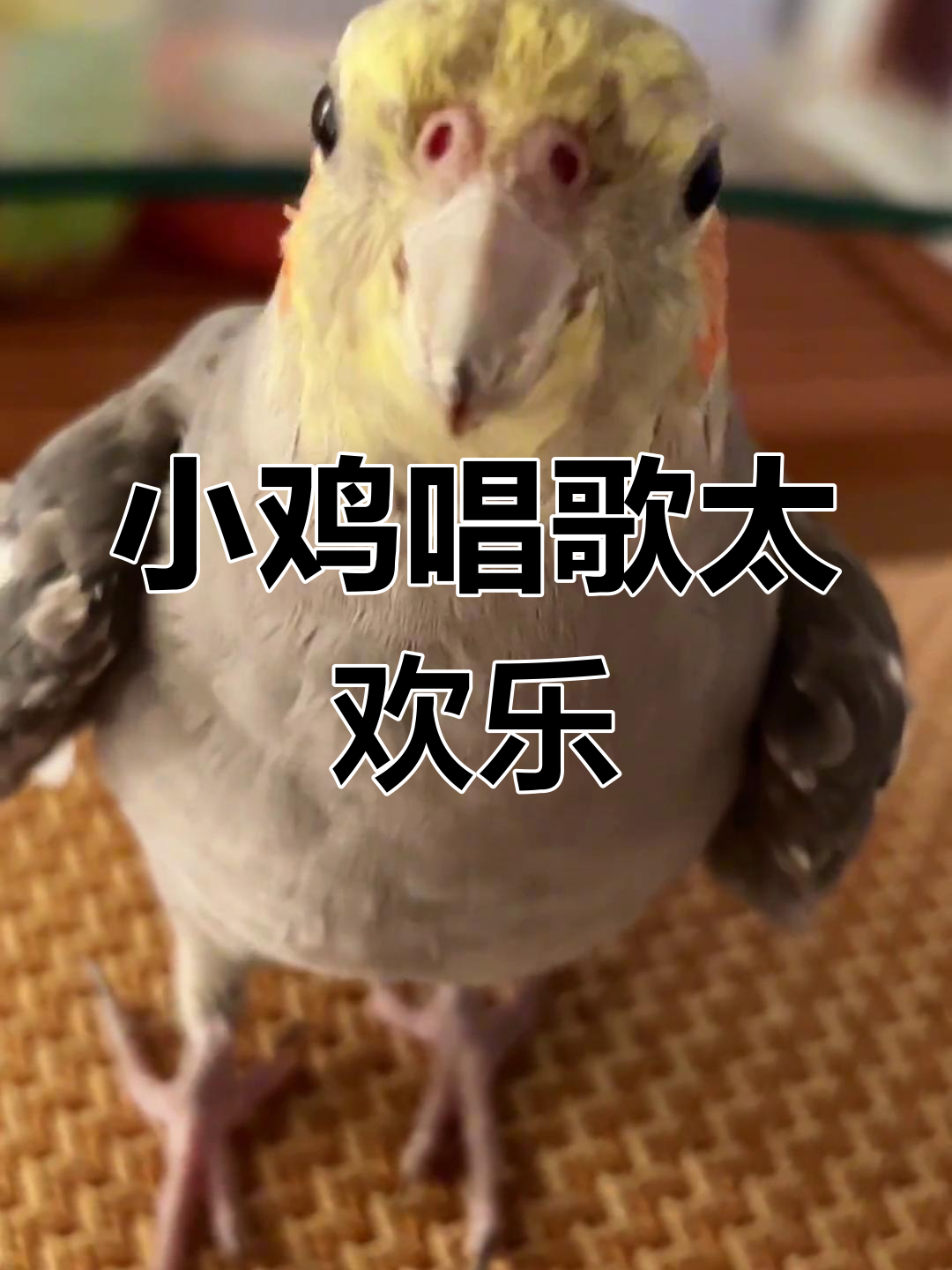 五个月小鸡唱得超嗨,Bbox技能满分!