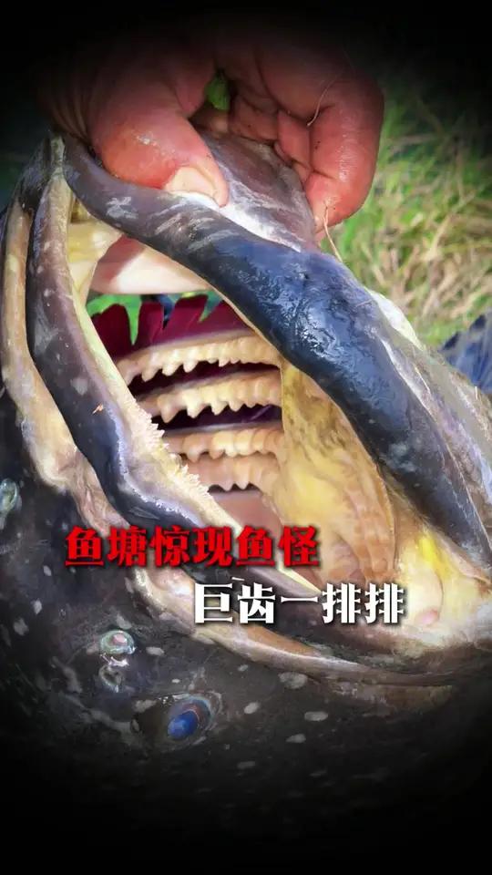 帮鱼塘大哥抓怪物，没想到最后居然还有……