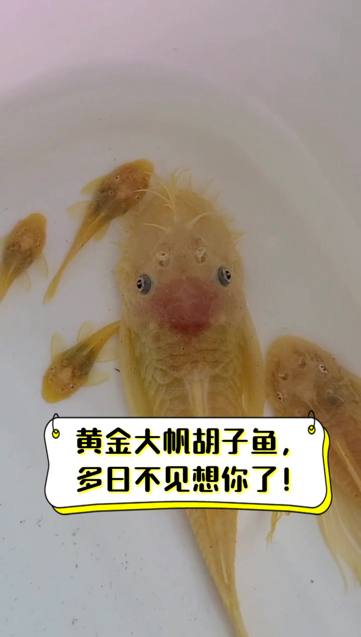 黄金大帆胡子鱼，多日不见想你了！