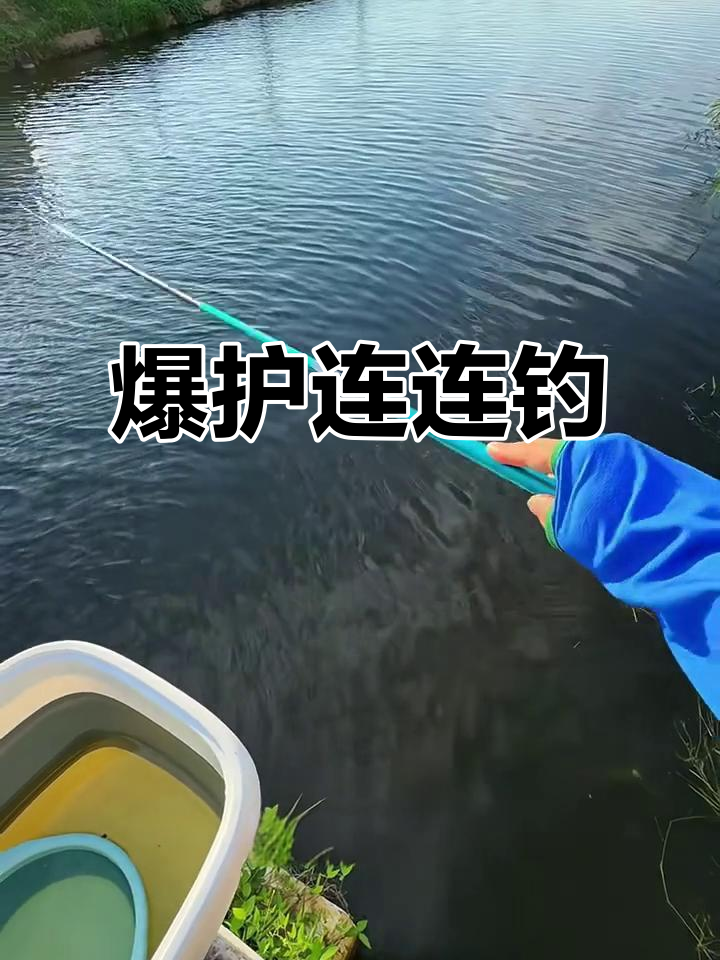 连续两天打玉米,终于爆护了!小鲤鱼接连上钩