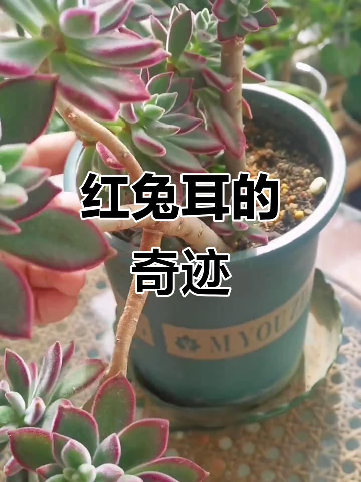 阳台种植,红兔耳逆袭无阳光挑战!