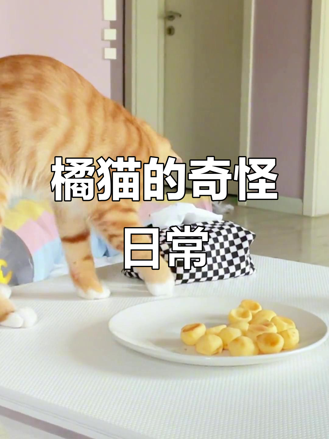 小猫咪偷泡芙,迷惑行为大赏