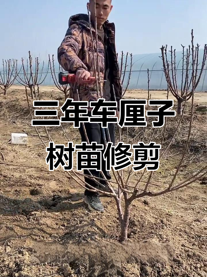 车厘子树苗修剪技巧,三年生如何成花结果