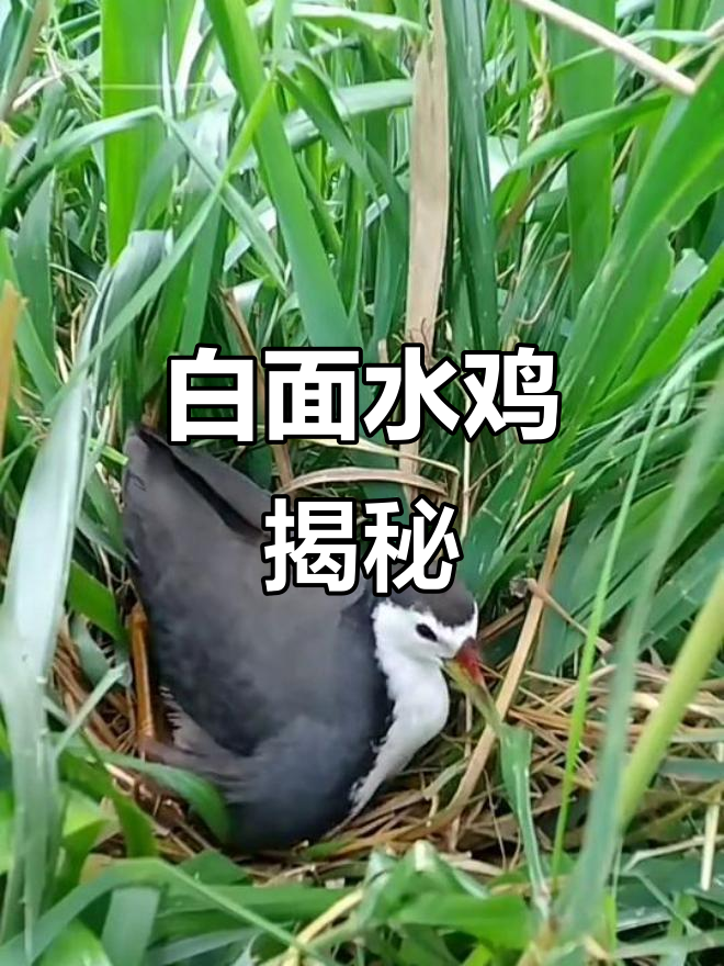 白面水鸡：栖息池塘与稻田，以昆虫为食的可爱鸟类