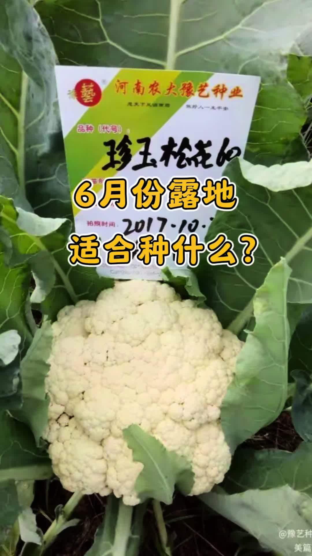 6 7 8月温度高、雨水多，露地蔬菜不好种，该如何选品种？#耐热花菜#花菜#三农 #珍玉松