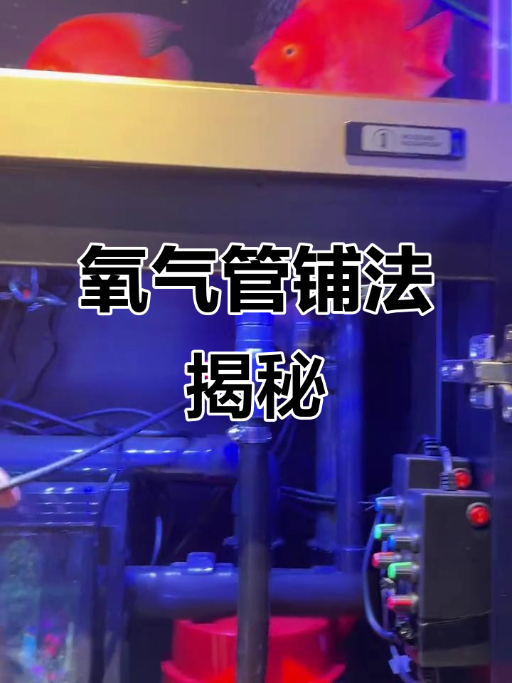 鱼缸氧气管道铺设全解析,暗管设计与气头连接详解