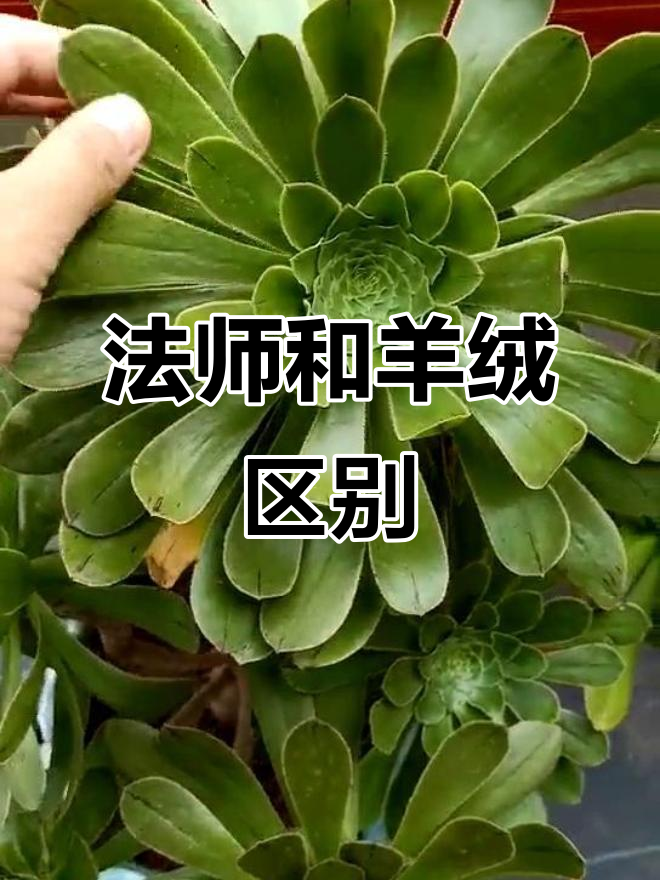 绿法师与绿羊绒的区别,原来黑条纹才是关键