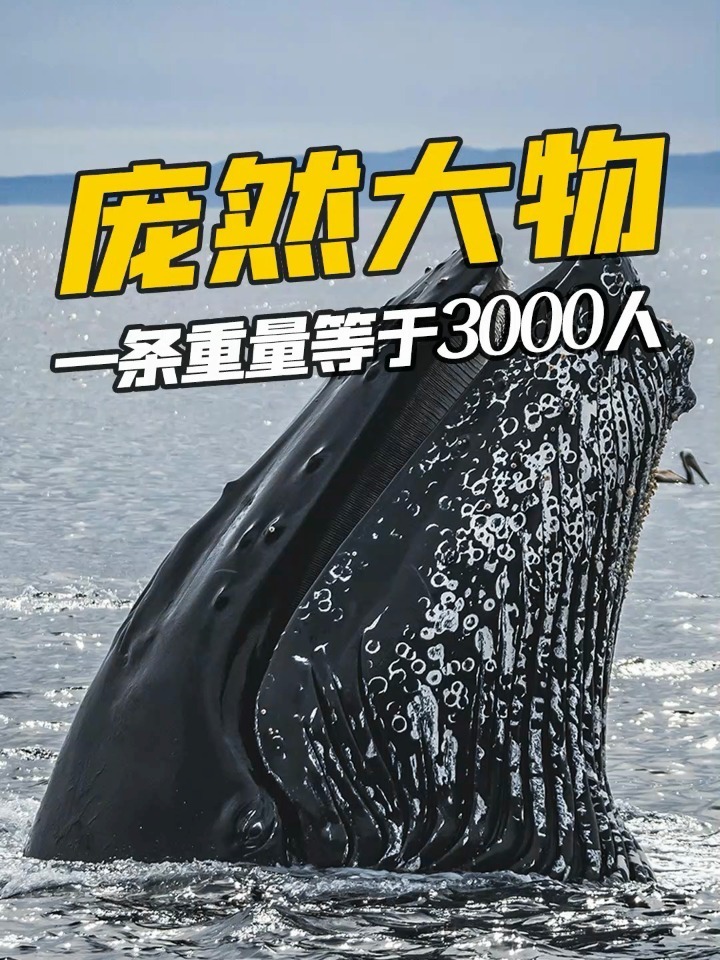 海中巨兽蓝鲸,到底有多大?