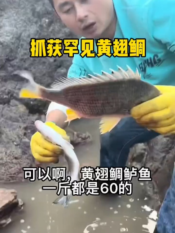 抓完龙胆石斑抓黄翅鲷，人生好不快乐啊！