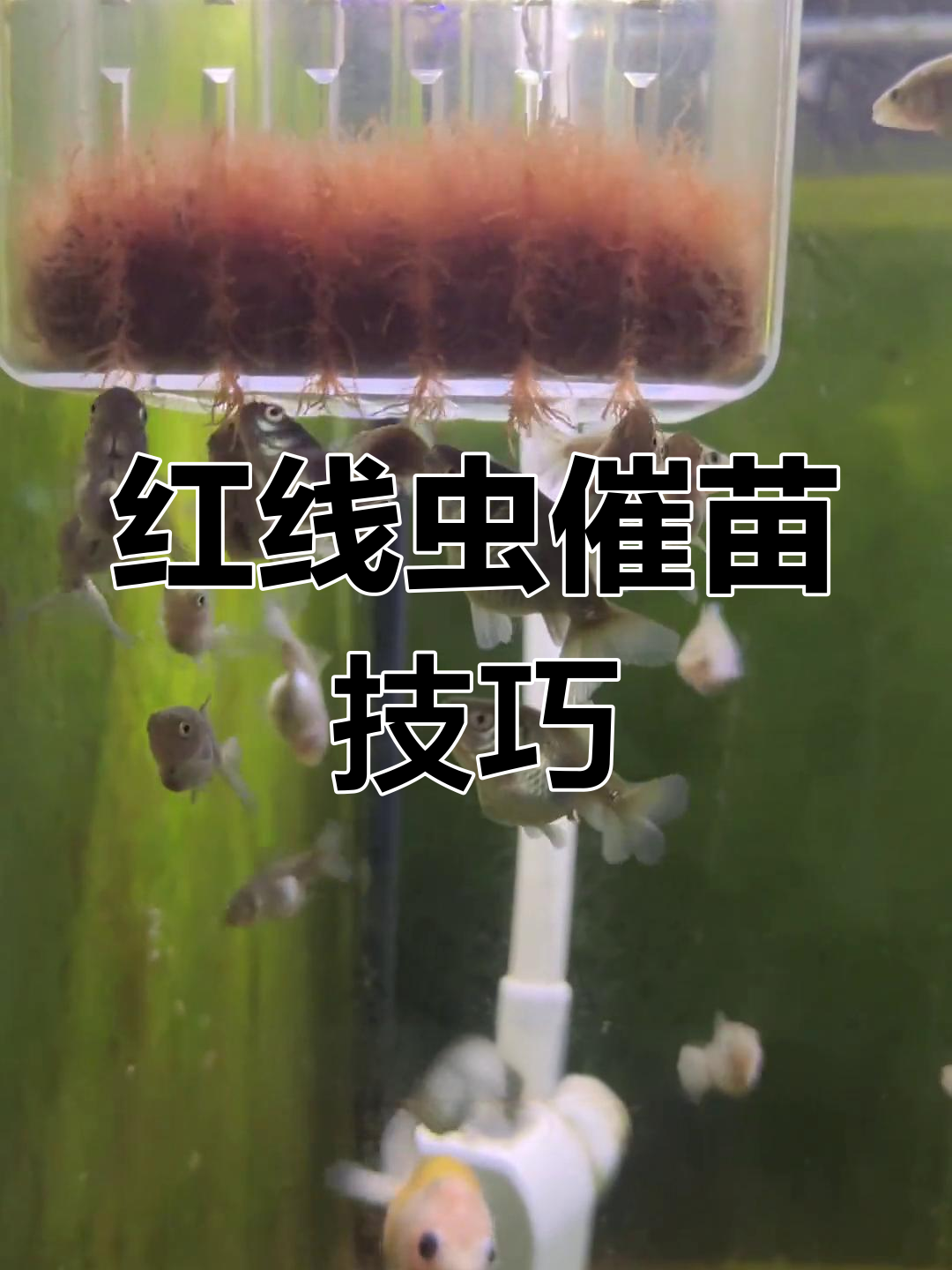 如何正确催苗红线虫,兰寿泰狮干饭实录