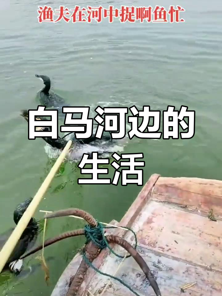 渔夫捕鱼,农夫耕田,白马河边的宁静与忙碌