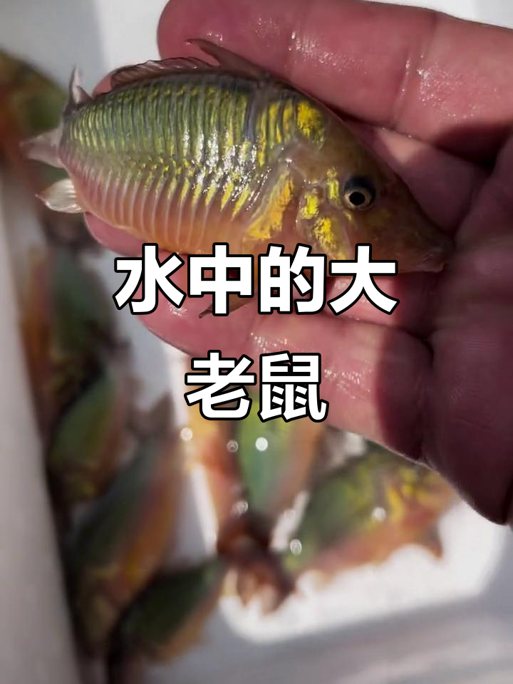 水中巨型鼠鱼,闪闪发光惊艳登场