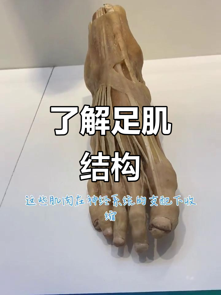 足部肌肉揭秘:从脚趾到脚掌的奥秘