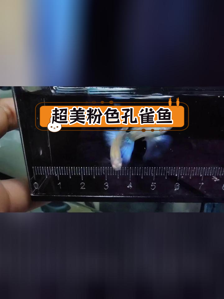 蓝狮孔雀鱼粉色系,金属蛇纹粉尾白子品种