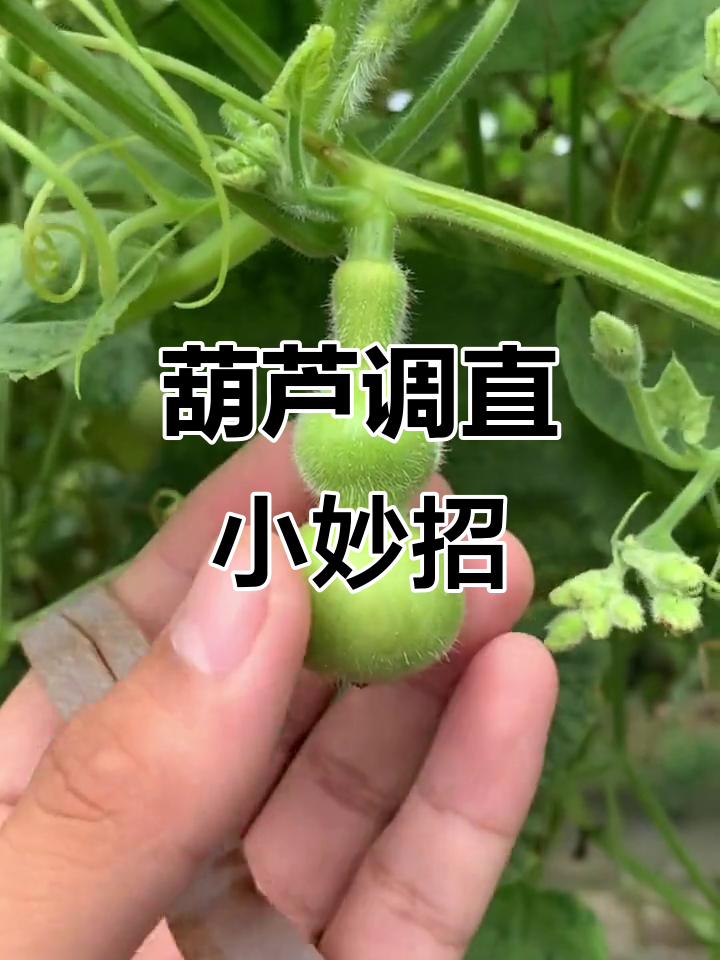 葫芦种植技巧大揭秘:如何让弯曲的葫芦变直,提升价值