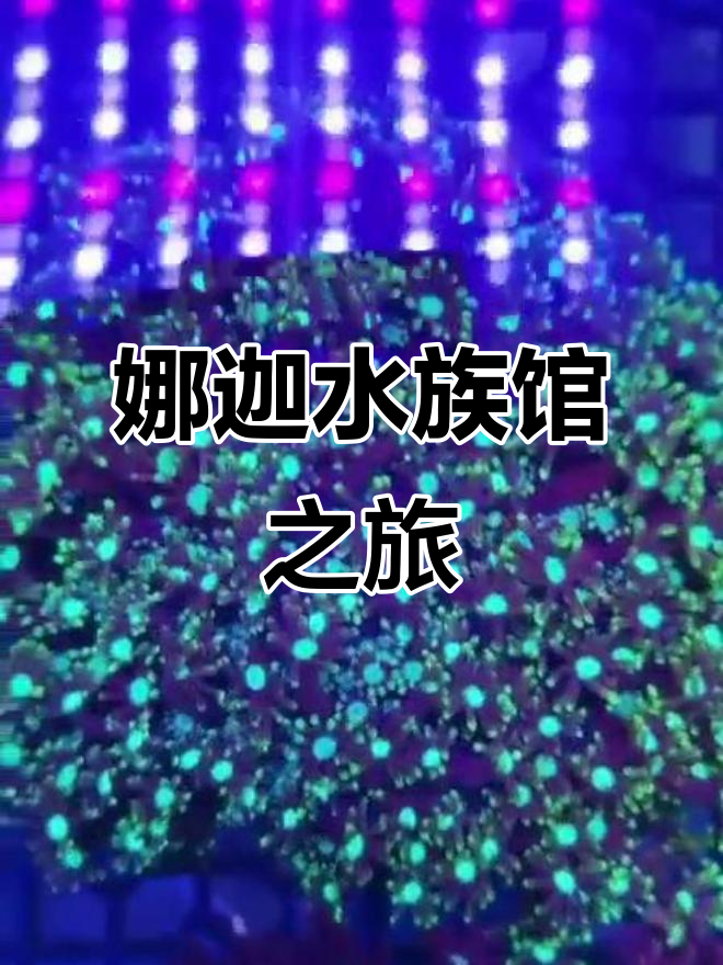 娜迦水族馆：探索神秘海底世界
