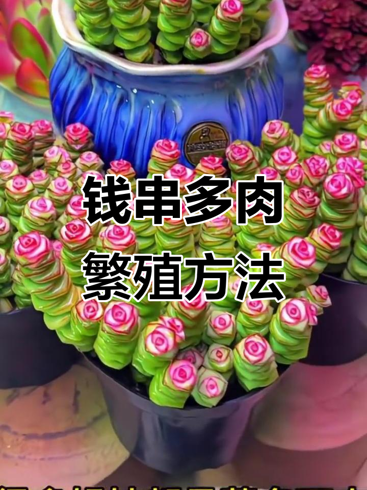 如何繁殖钱串多肉植物，轻松爆盆技巧大公开