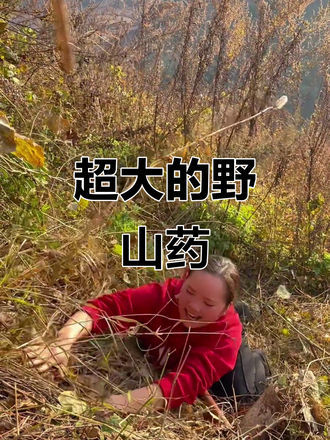 挖到超大野生山百合,紫色大花惊艳全场