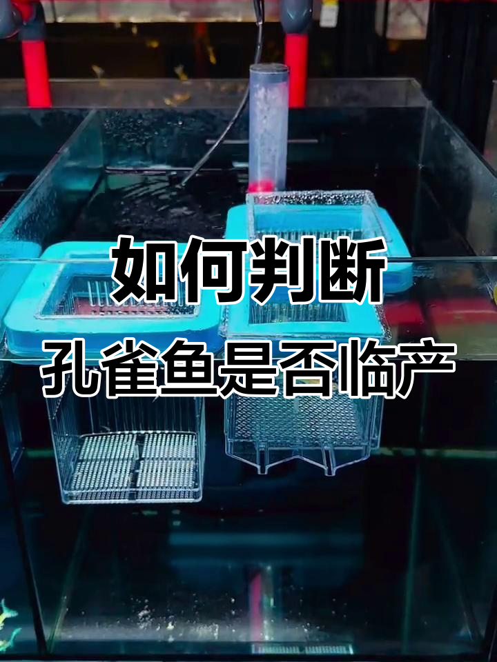 母孔雀鱼快生了？看这两个信号就对了