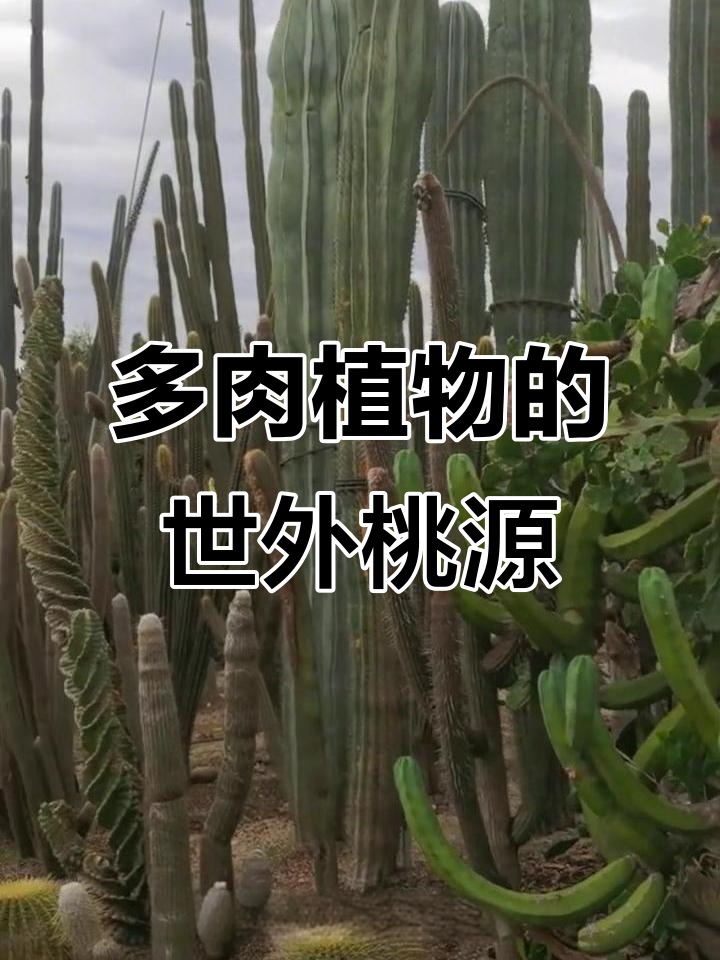 厦门多肉植物园:仙境般的梦幻王国,感受大自然的奇妙与宁静
