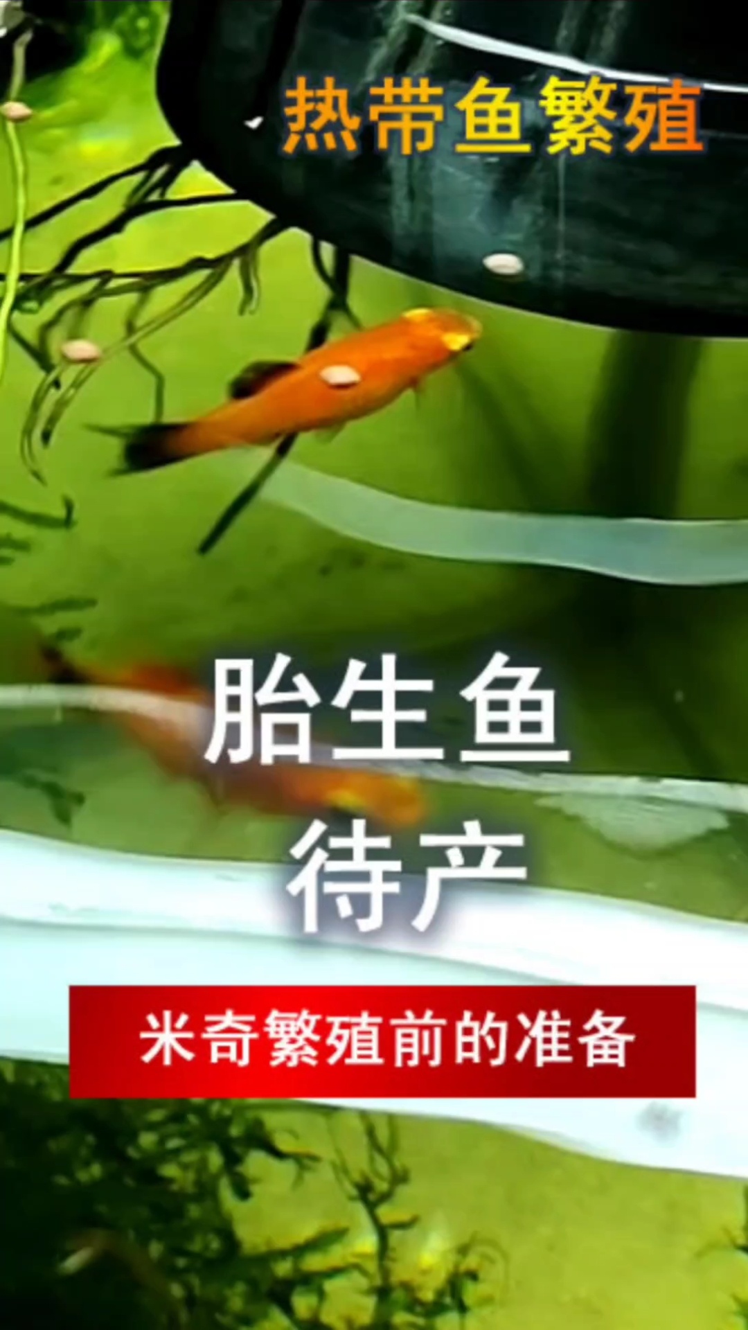 胎生鱼繁殖,产房制作,看一遍就会