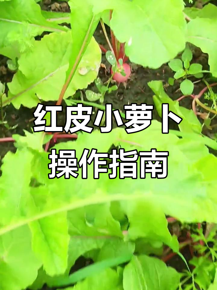 红皮小萝卜的两种家常做法,简单又美味