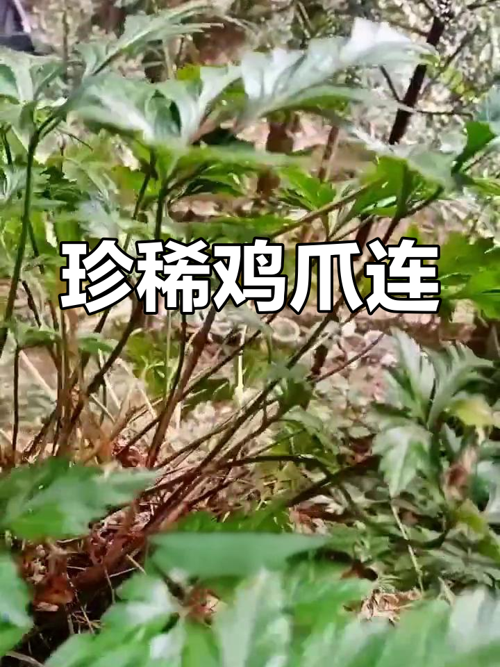 鸡爪黄连:濒危药材,珍贵如宝