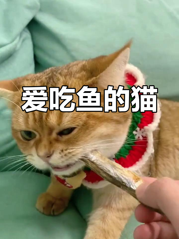 猫咪吃鱼,真可爱