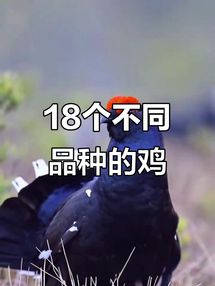 18种奇特鸡品种大揭秘，你最喜欢哪一种？