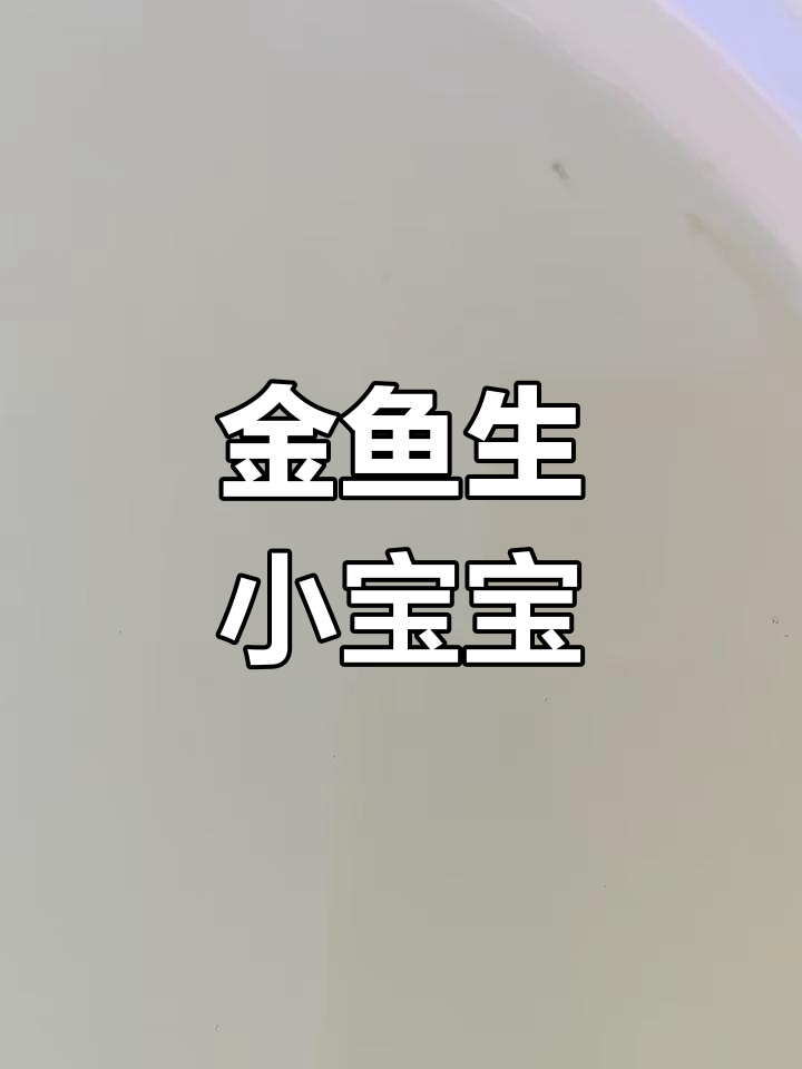 2024年10月9日鹤顶红金鱼产卵小鱼出生