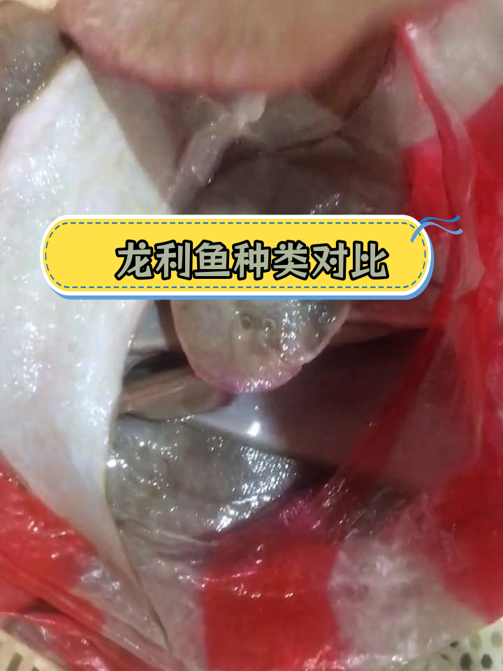 野生与养殖龙利鱼的区别解析