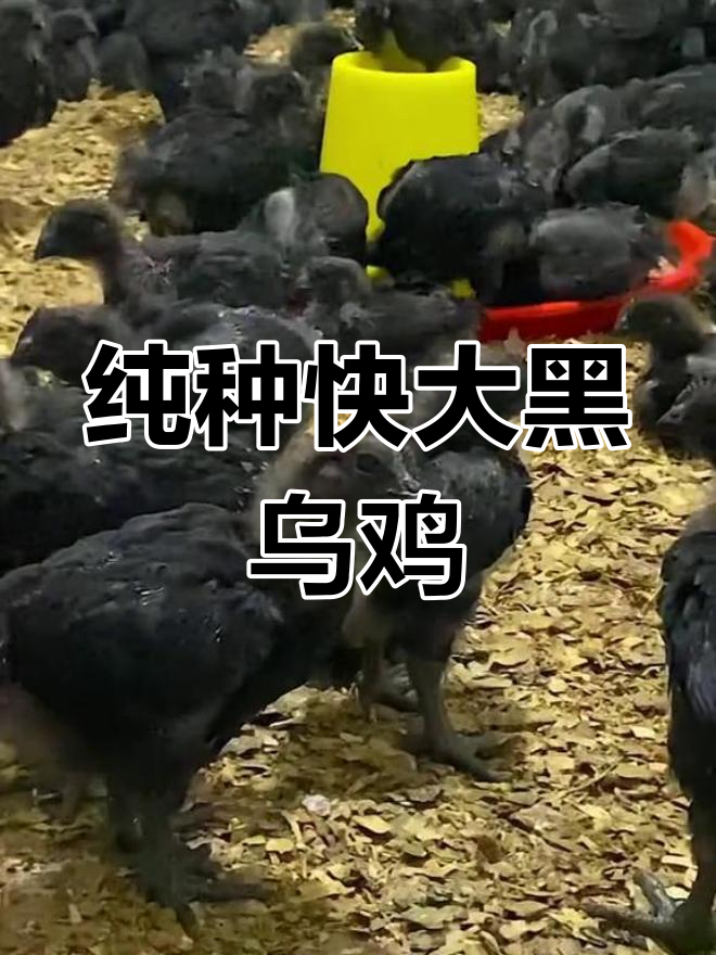 正宗非洲黑乌鸡,五皮五谷育苗