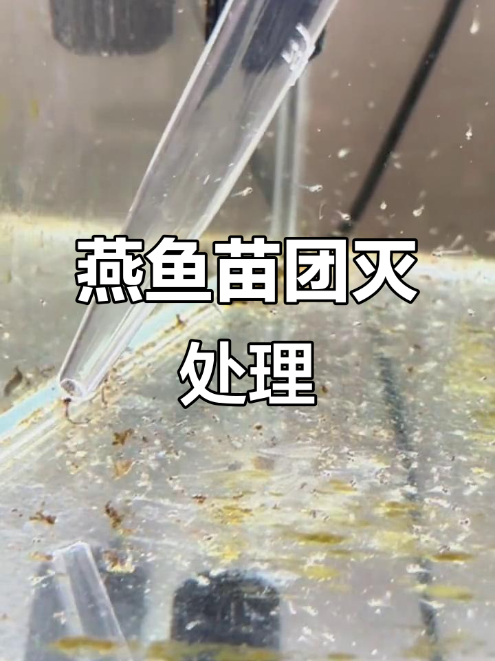 燕鱼苗一夜团灭,水质变动如何应对?