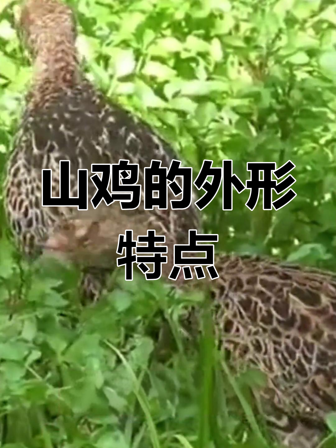 雌山鸡的独特特征解析
