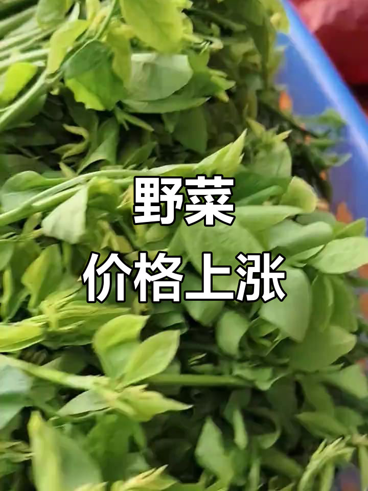 五指山野菜价格飙升,20元一斤,采摘费时费力