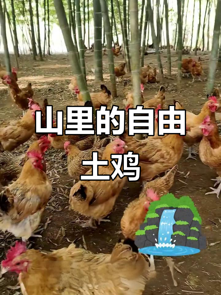 安徽深山散养土鸡,自由自在享自然生活
