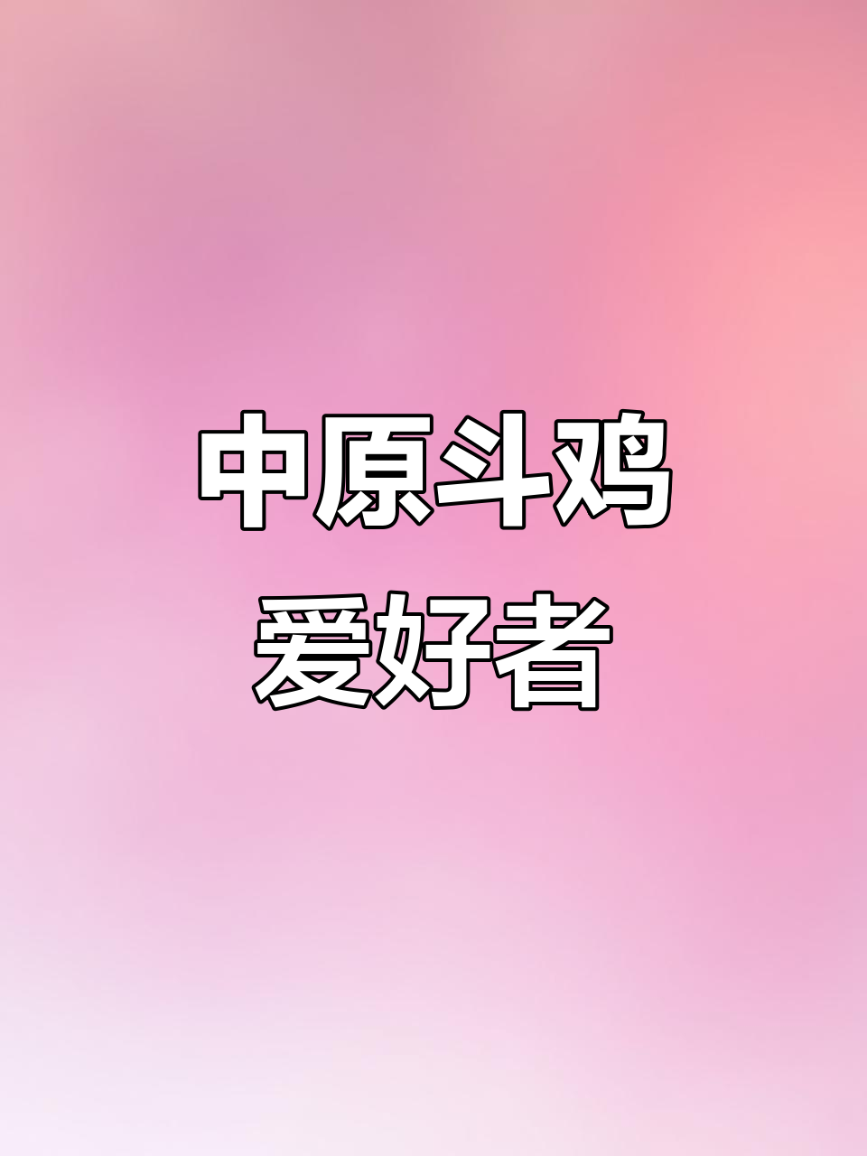 纯中原斗鸡:打斗型文化与爱好者的热情