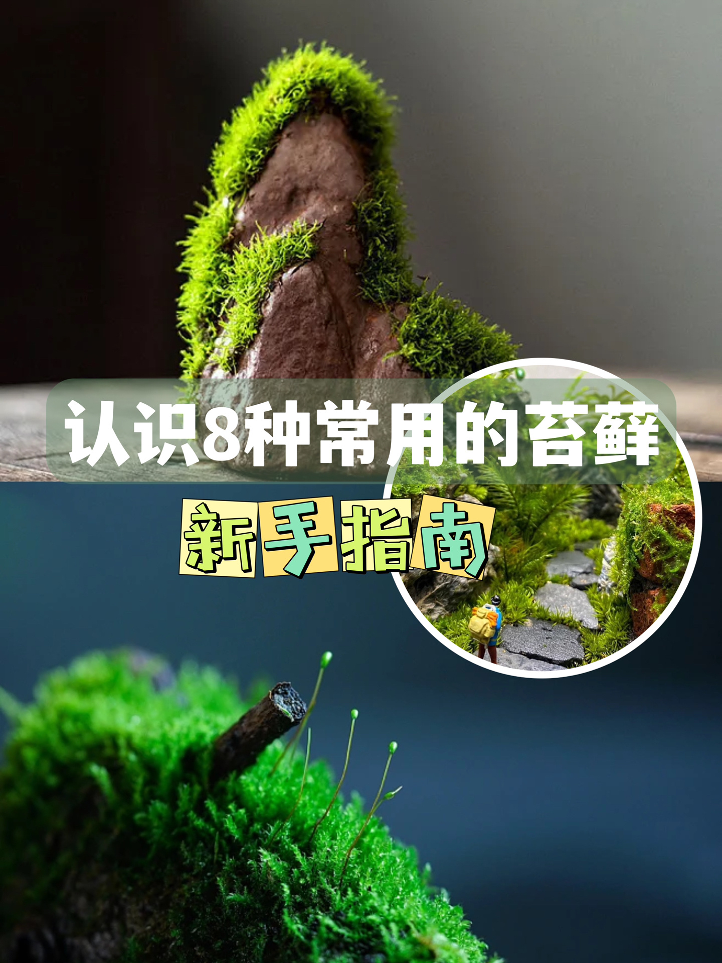 微景观新手指南|带你认识8种常用的苔藓