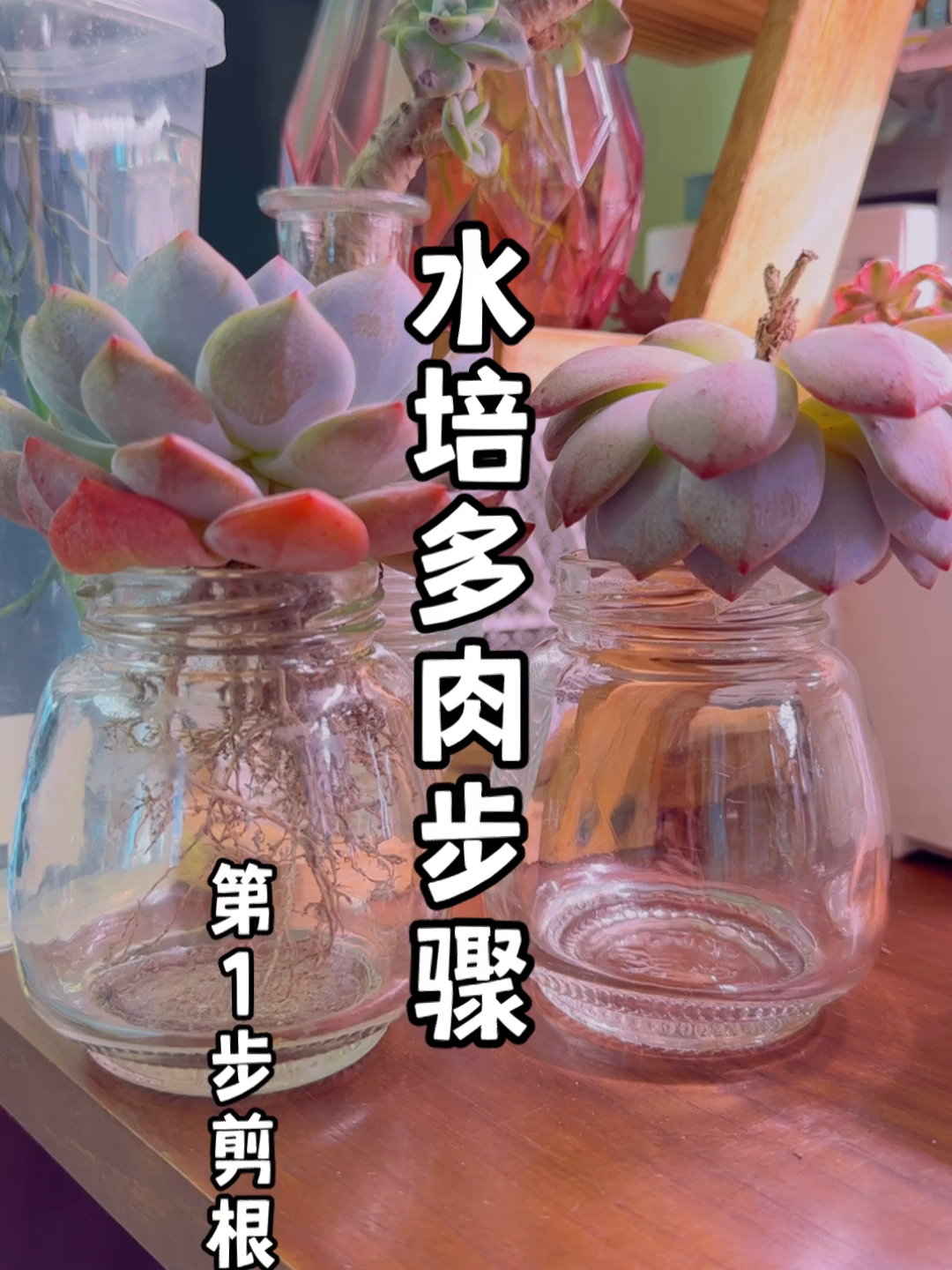 水培多肉步骤